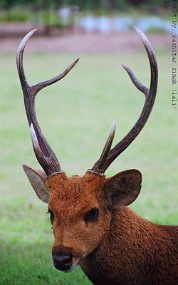 dear deer