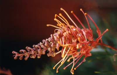 Grevillea Superb