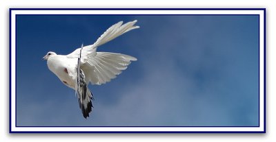 White Pigeon on Blue Sky