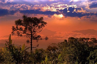 Araucaria