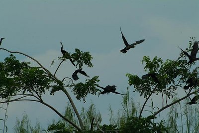 Shadow birds