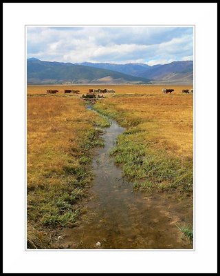 Cows