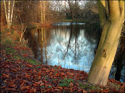 Wanstead Park  in December