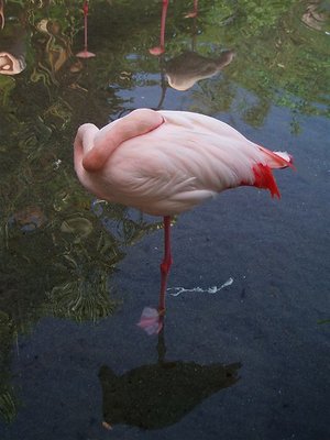 Flamingo