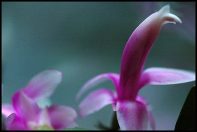 christmas cactus in bloom 10