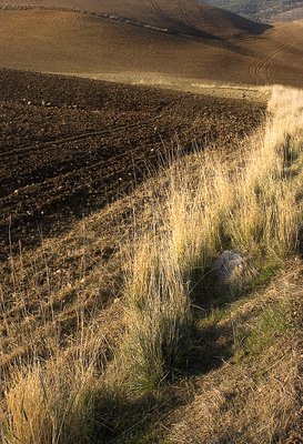 Fields in Winter