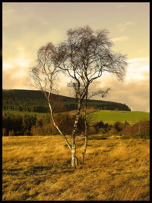 silver birch