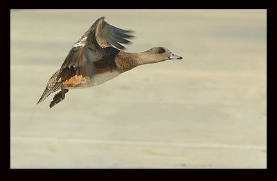 Fast Flying Duck
