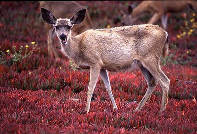 Black Tailed Deer