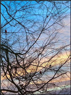 Carolina Christmas Tree