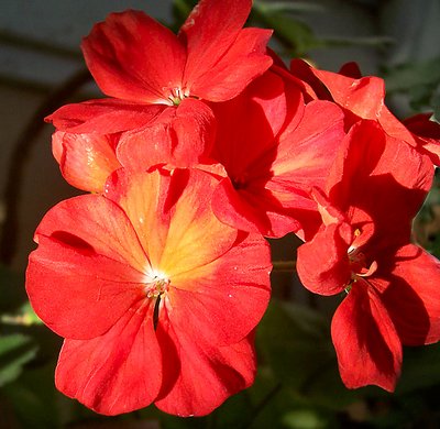 Red Geraniums