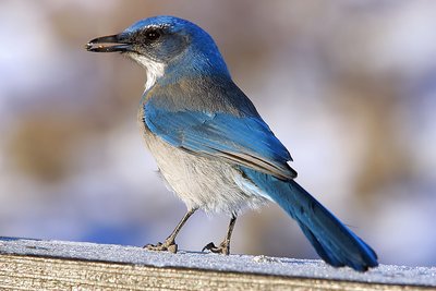 Scrub Jay in Old Snowmass Valley