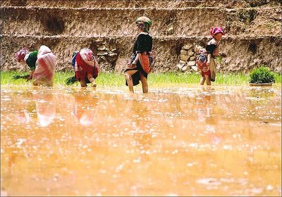 Terraced field teamwork