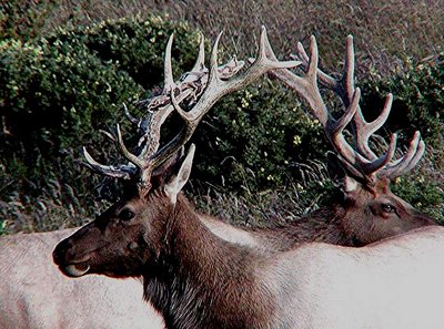 two Stags