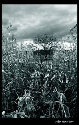 Cornfield and tree