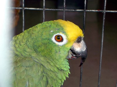 Panchito...the friendly parrot
