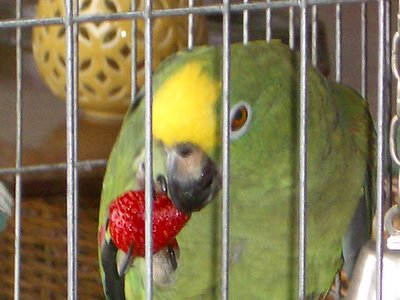 Panchito eating strawberry