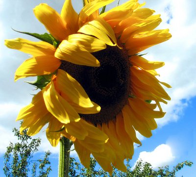 Sunburst