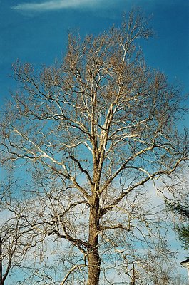 Sicamore tree