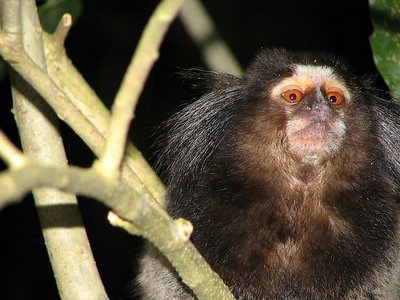 Mico - Little Monkey