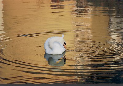 Shy Swan