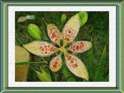 Abstract Lilly