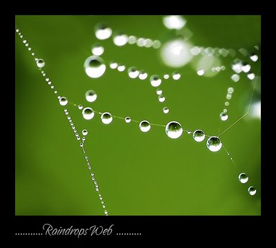 Raindrops Web