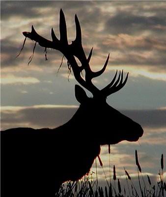 Profile of Bull Elk 