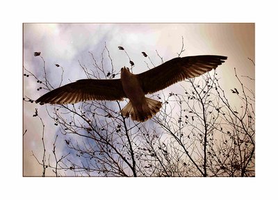 flying high II