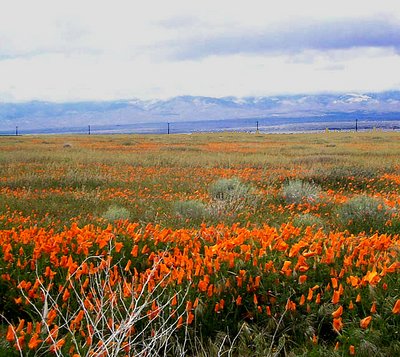 California Poppies