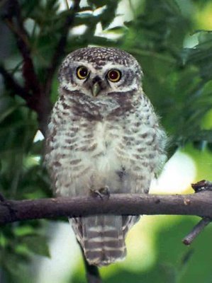 spotted owlet