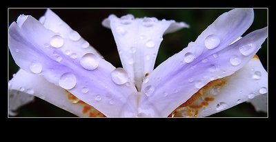 Lilac Drops