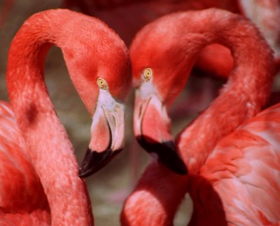 Dancing Beak to Beak