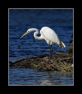 White Egret