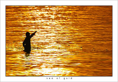 sea of gold