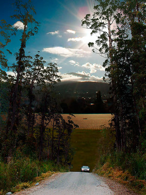 In Tasmanian Forest