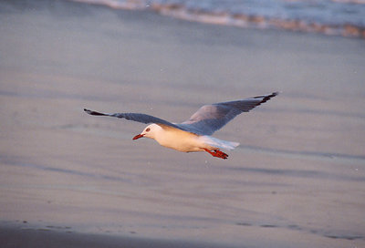 Jonathon Livingston Seagull.