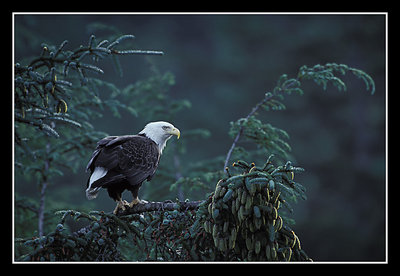 Bald Eagle