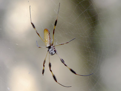 Charlotte and Her Web