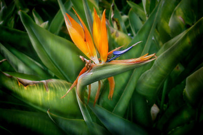 bird of paradise