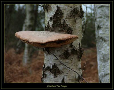Greenham Tree Fungus