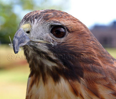 Red Tail Hawk