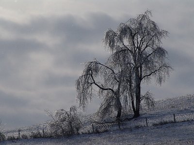 Ice Storm Christmas