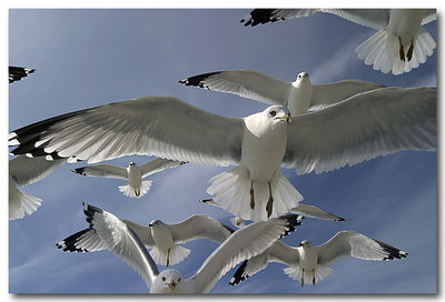 Gulls