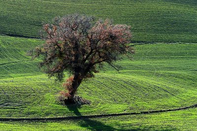 The Tree of Life....