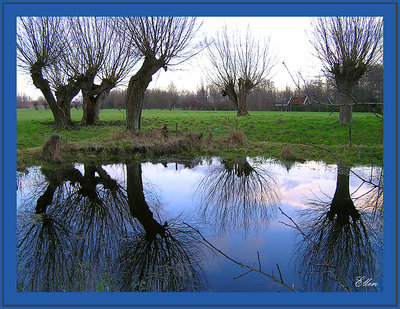 Willows in the winter