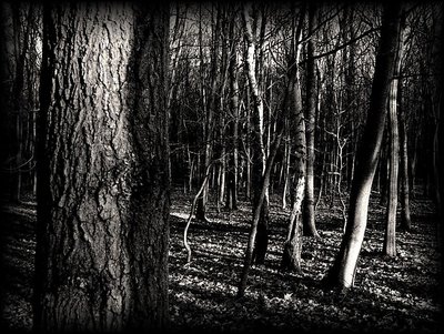 in the woods...