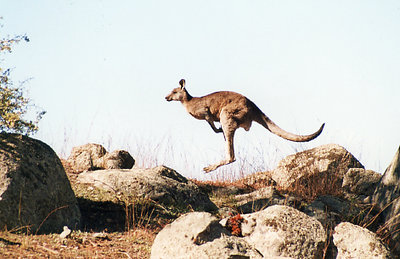 Australian Kangaroo.