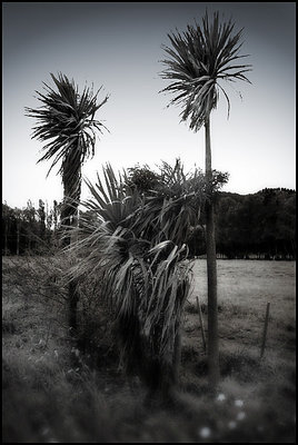 Cabbage Trees