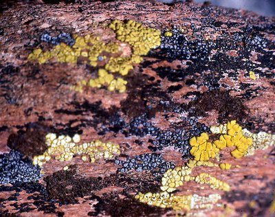 LICHEN